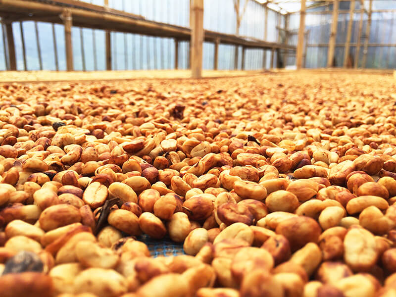 Robusta S18