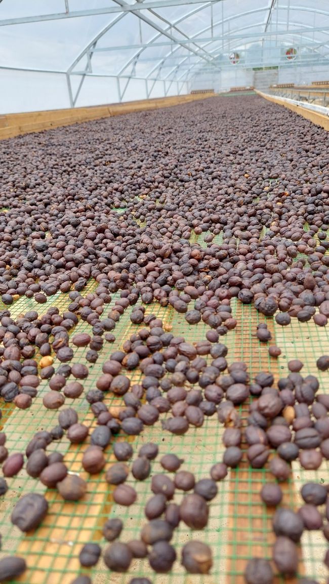 Robusta Natural